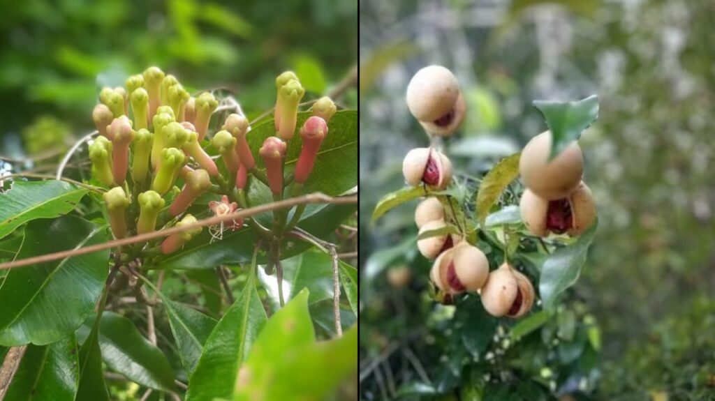 Buah cengkeh dan palah