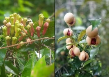 Buah cengkeh dan palah